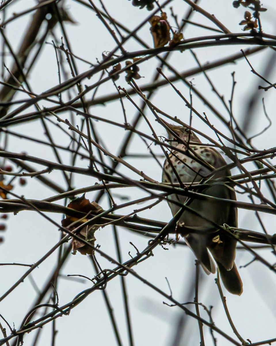 Hermit Thrush - ML630421258