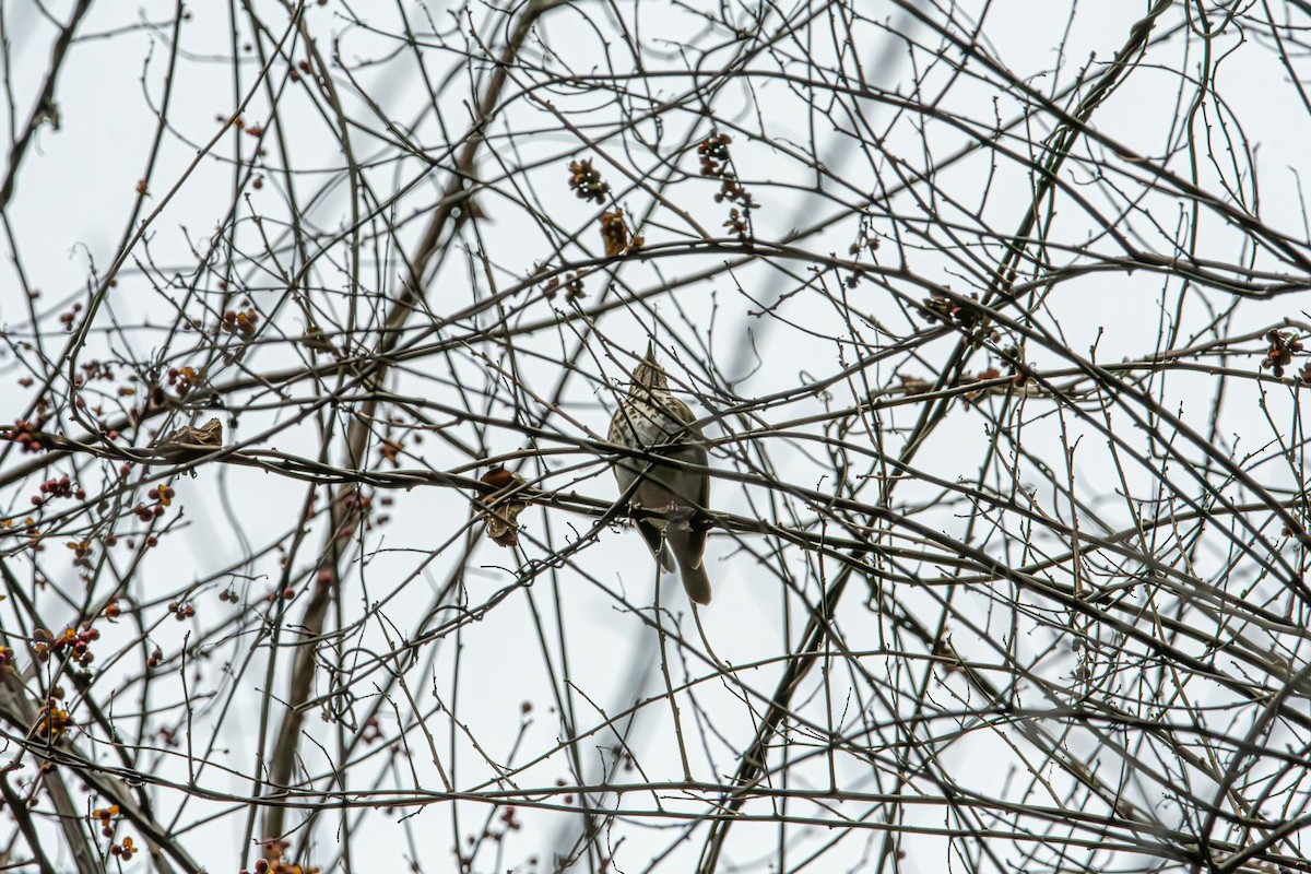 Hermit Thrush - ML630421259