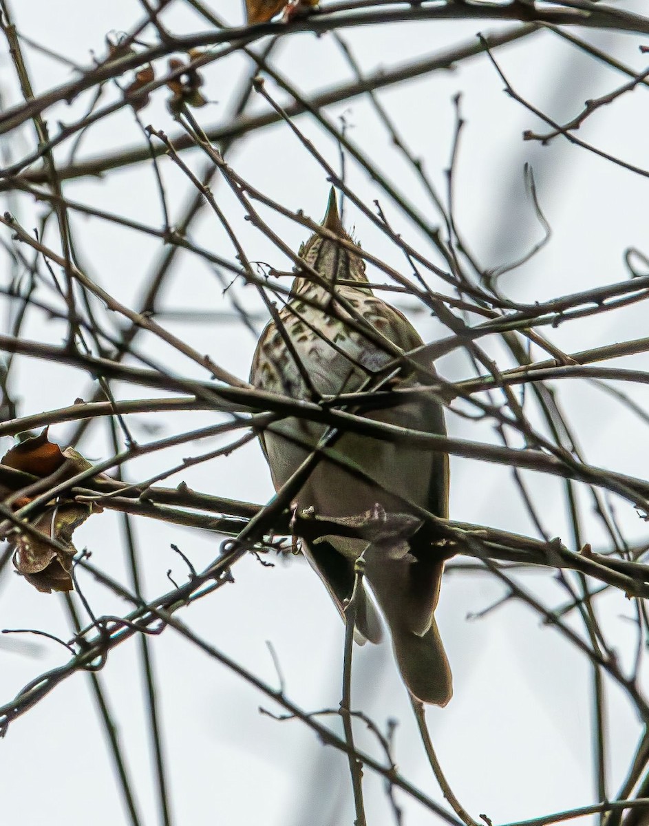 Hermit Thrush - ML630421260