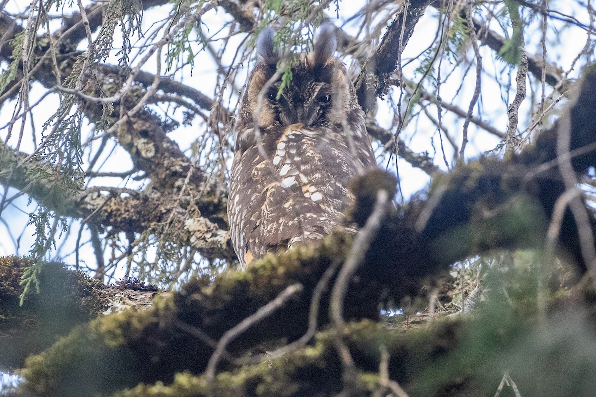 Abyssinian Owl - ML630421285