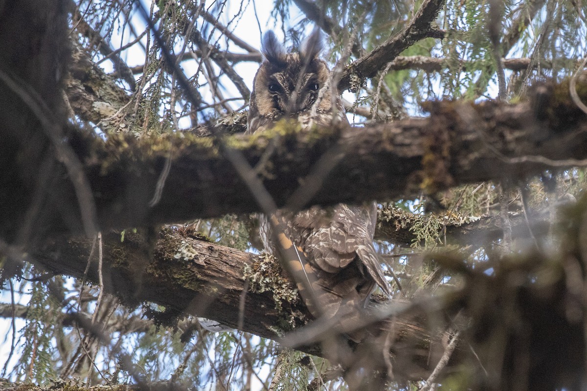Abyssinian Owl - ML630421286