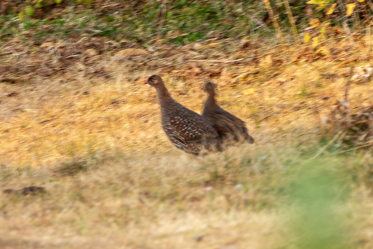Chestnut-naped Spurfowl - ML630421294