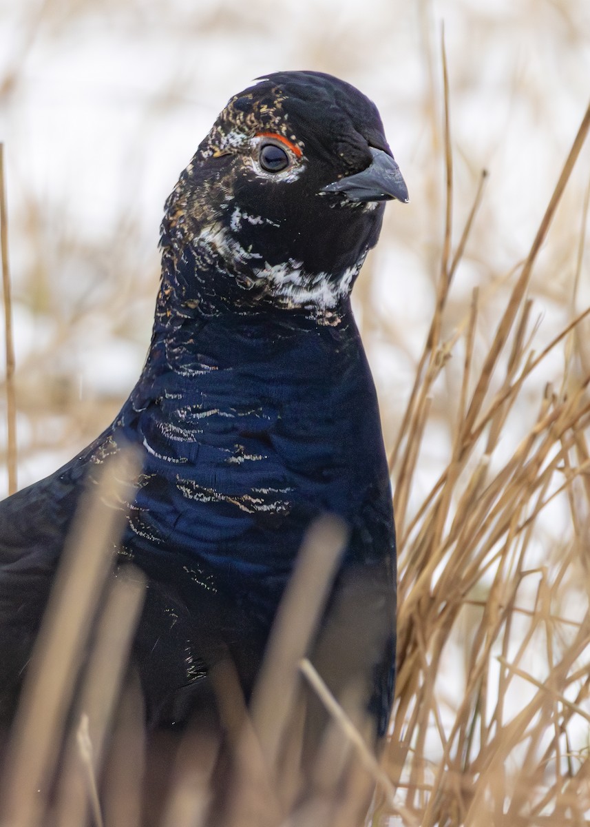 Black Grouse - ML630421513