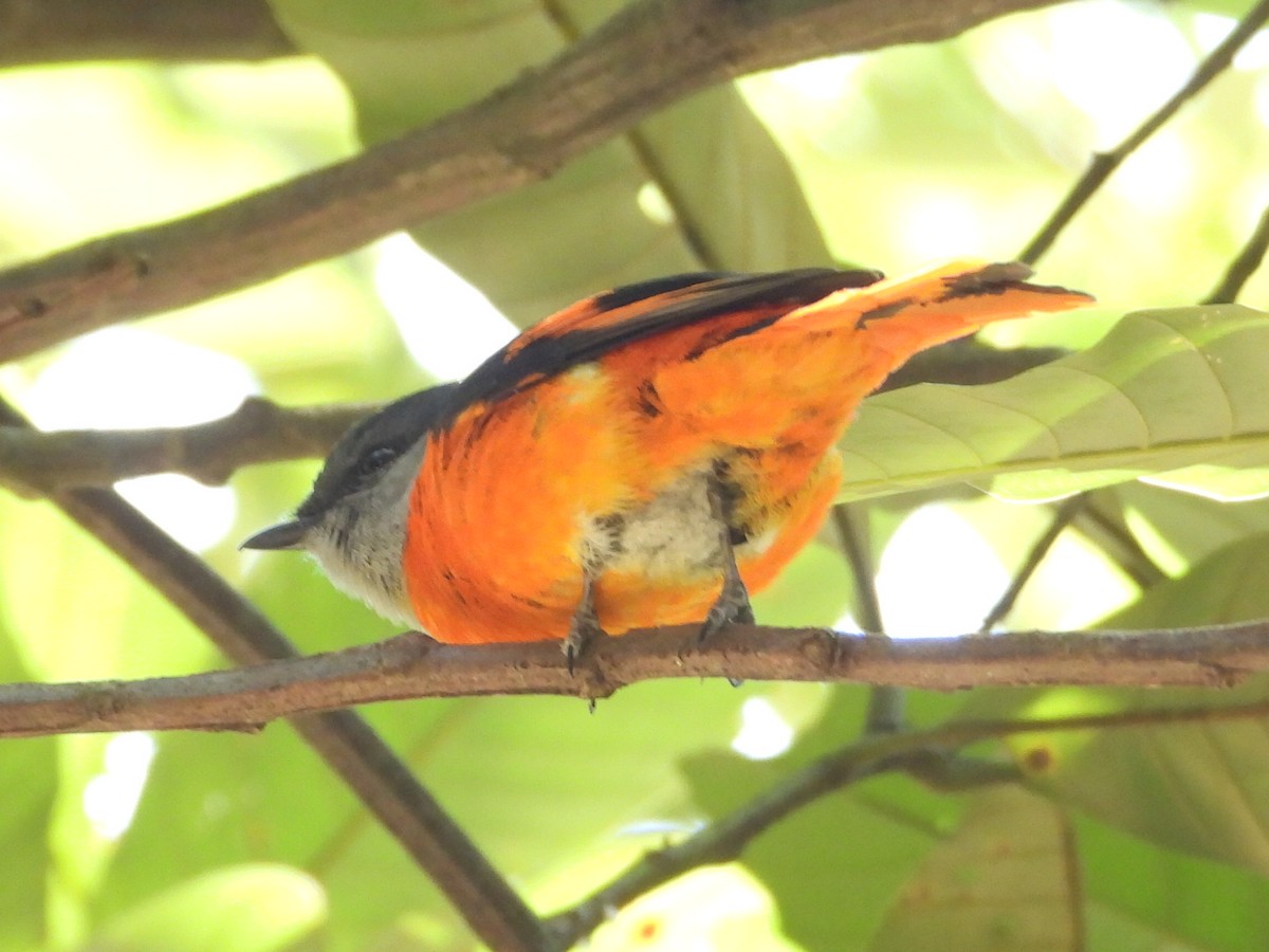 Gray-chinned Minivet - ML630421579