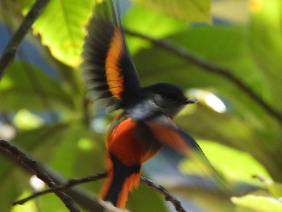 Gray-chinned Minivet - ML630421580