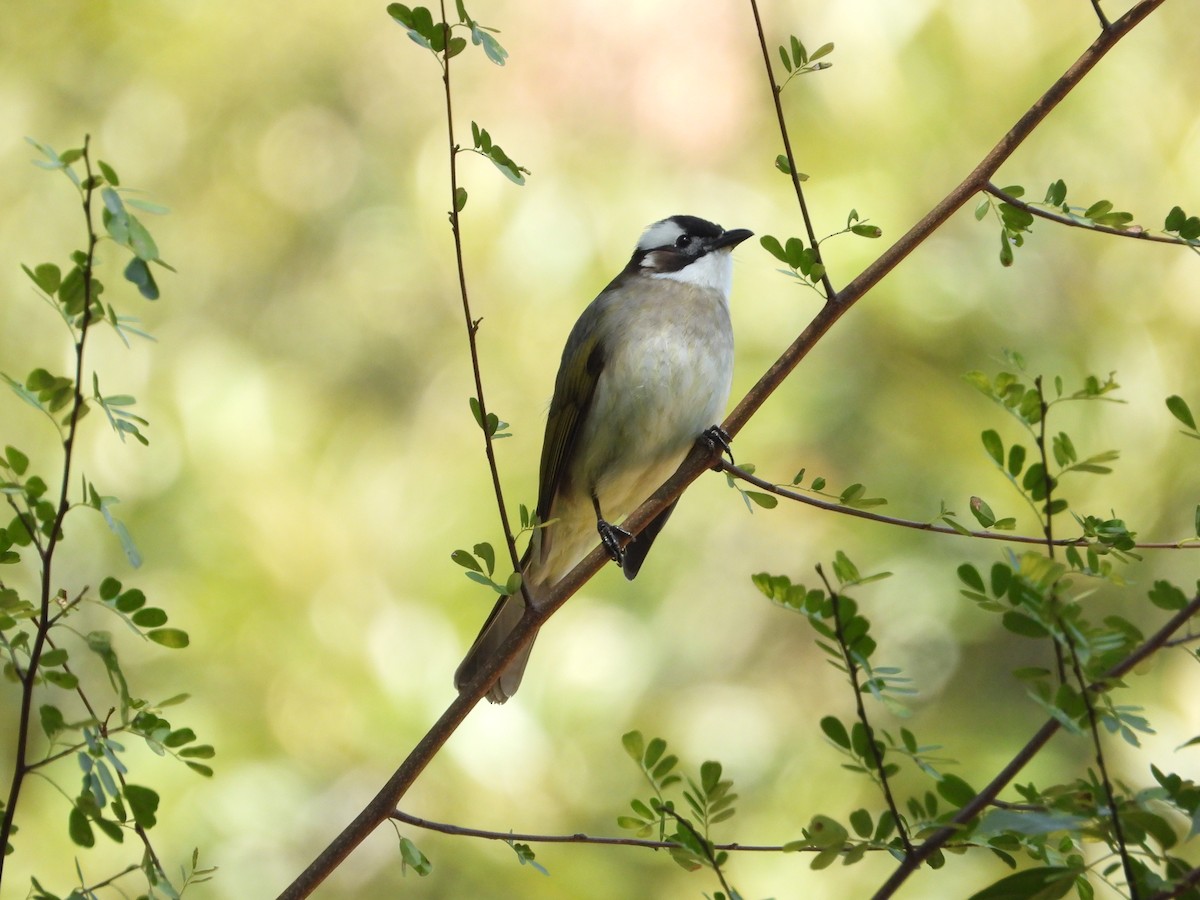 Light-vented Bulbul - ML630421587