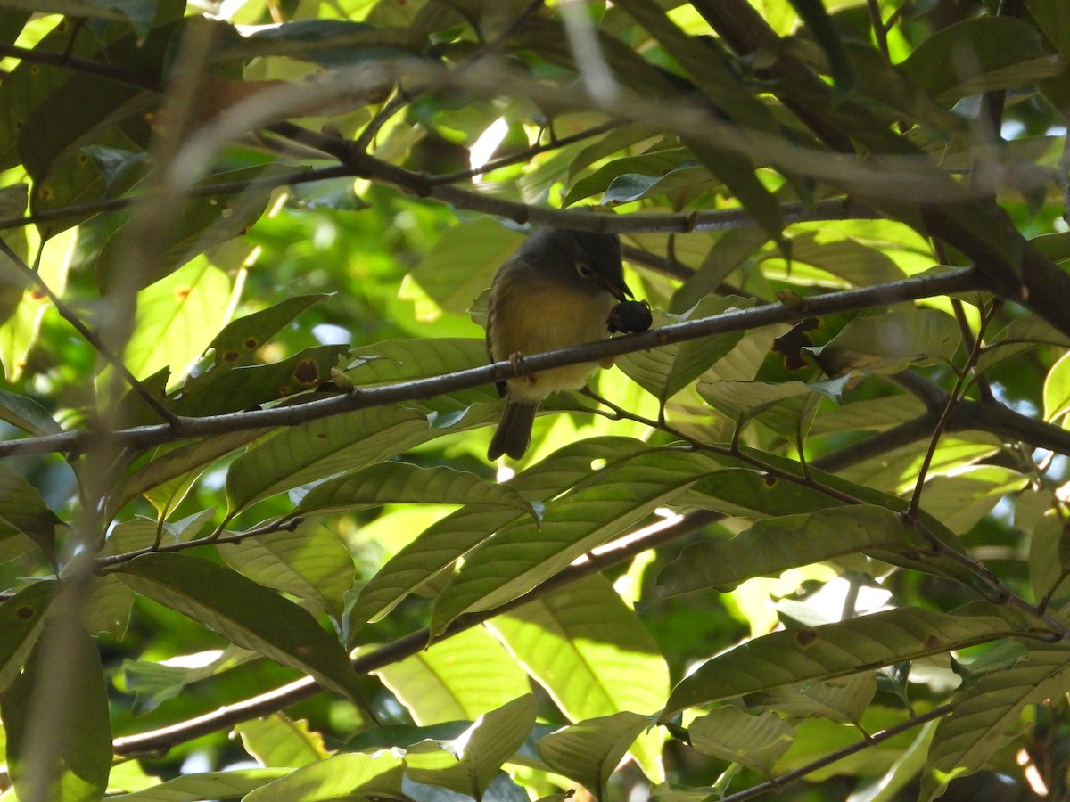 Huet's Fulvetta - ML630421629