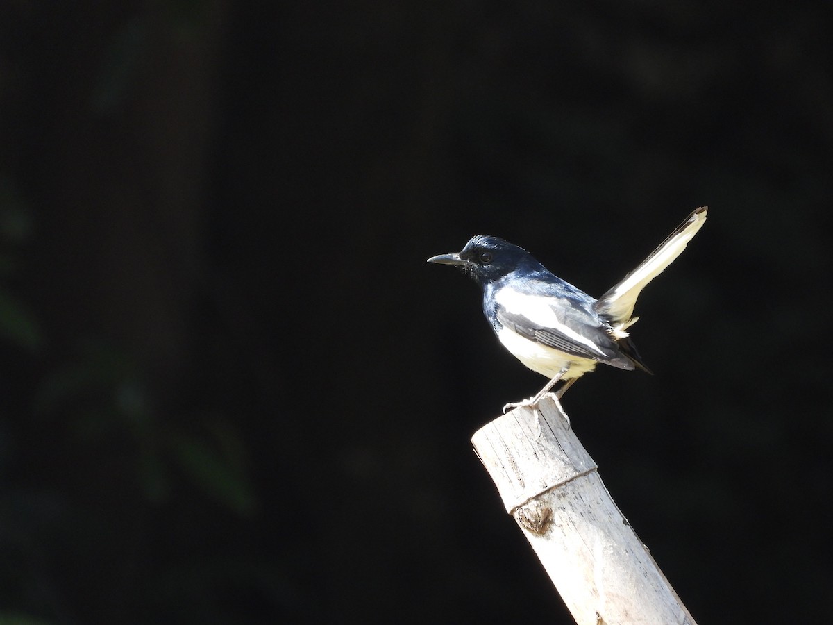 Oriental Magpie-Robin - ML630421634