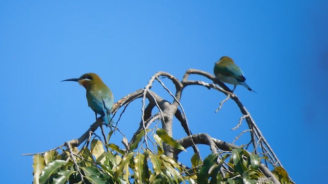 Blue-tailed Bee-eater - ML630421635