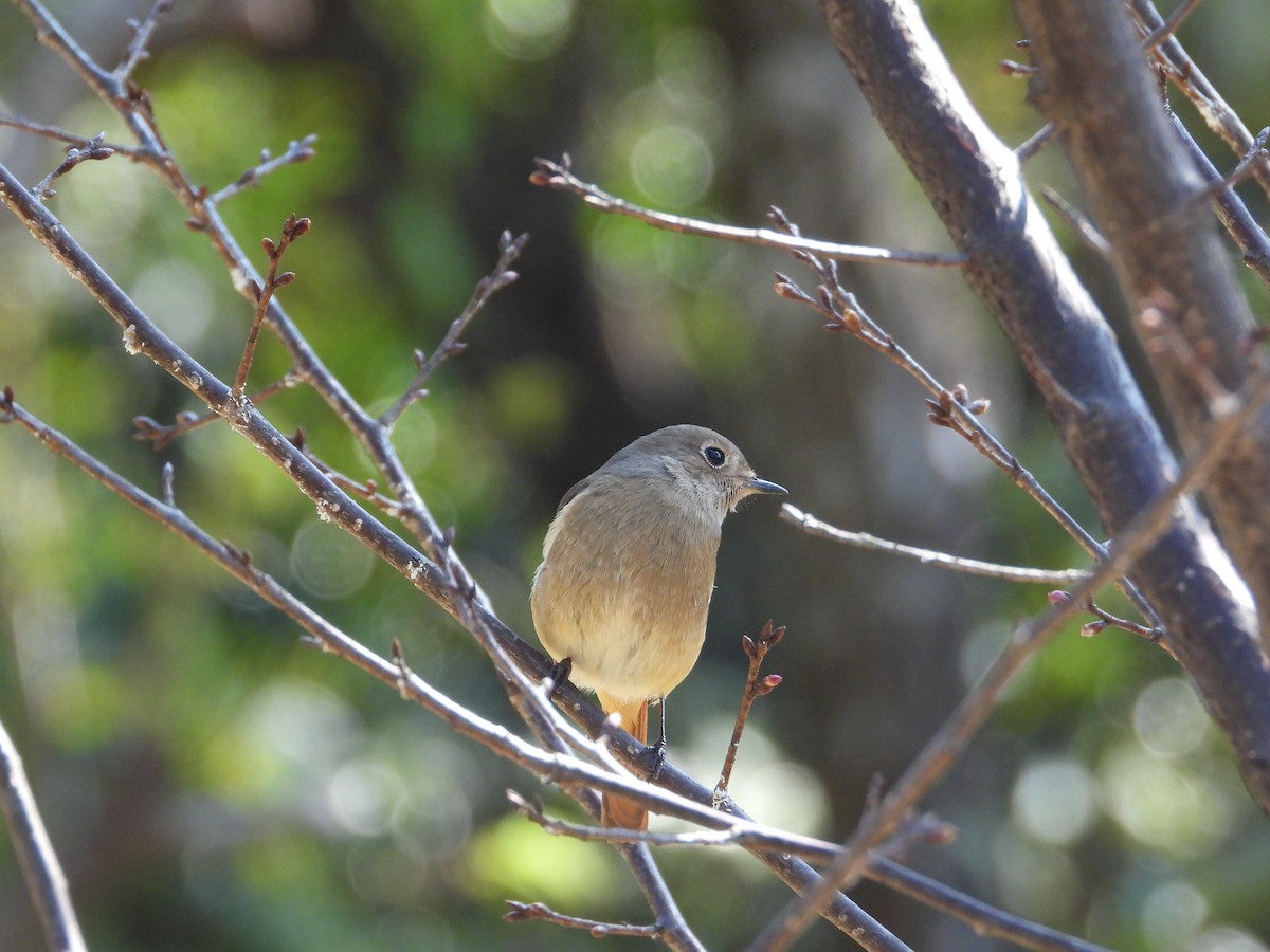 Daurian Redstart - ML630421645