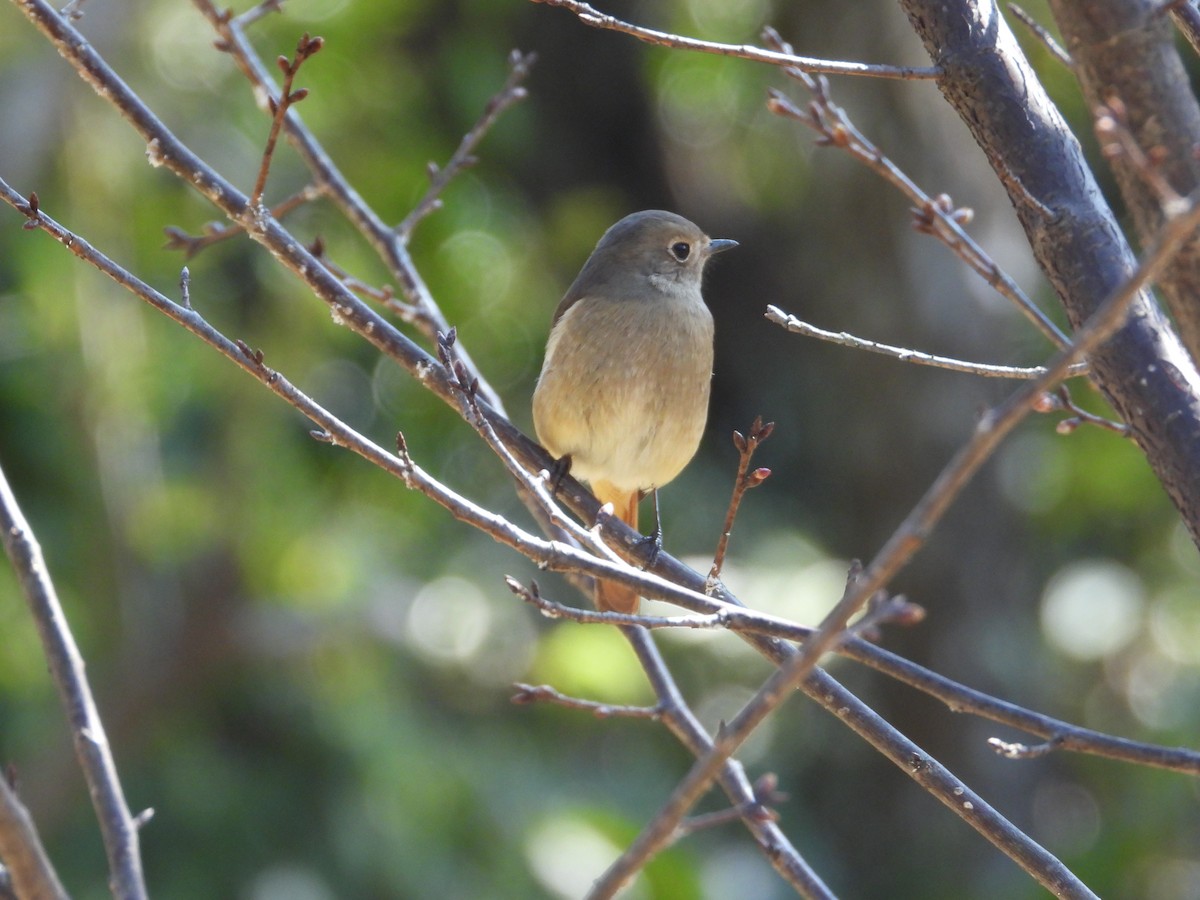 Daurian Redstart - ML630421646