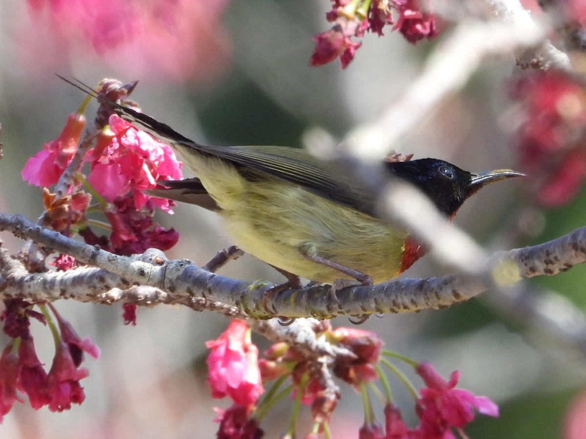 Fork-tailed Sunbird - ML630421662