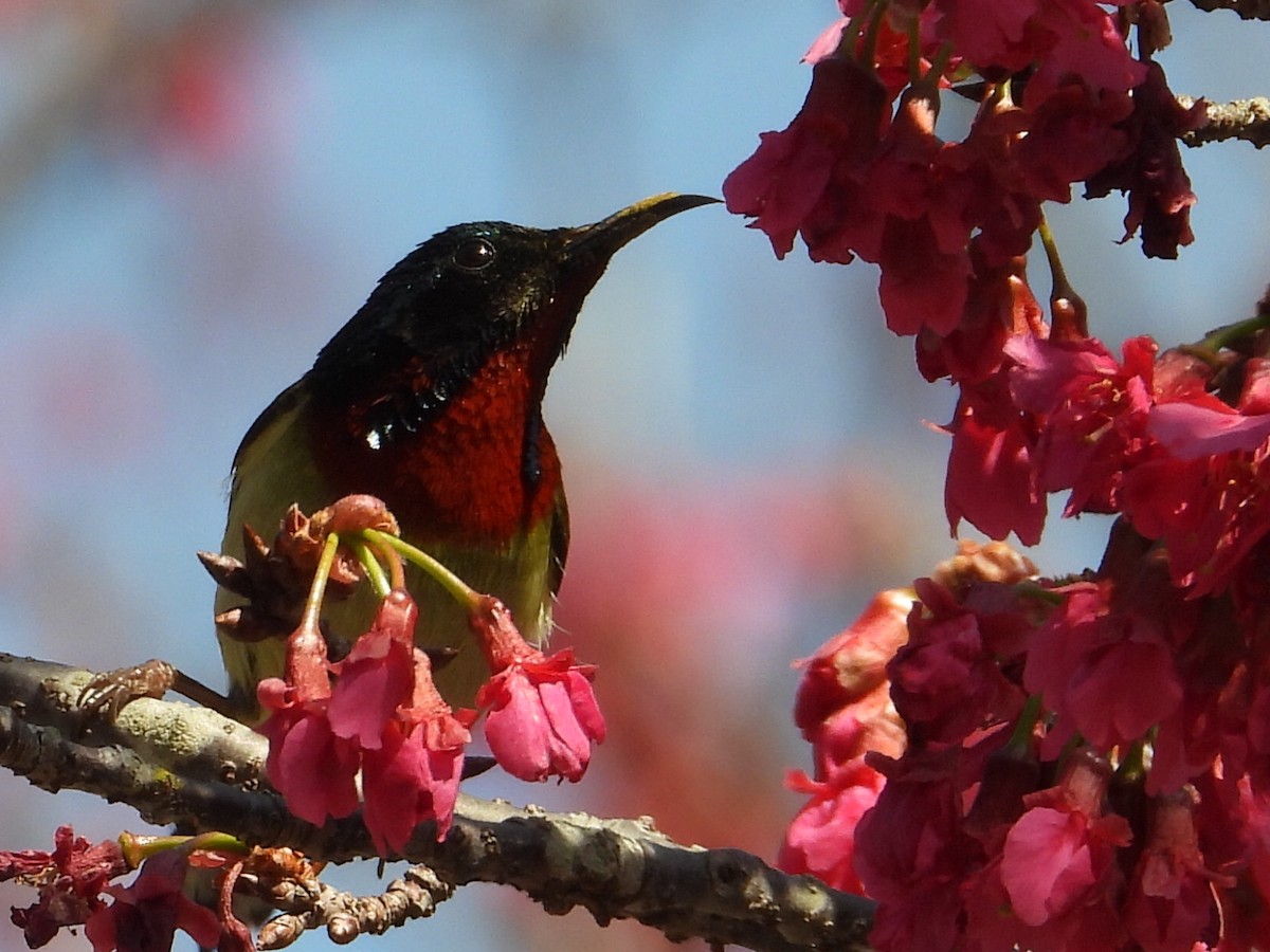 Fork-tailed Sunbird - ML630421663