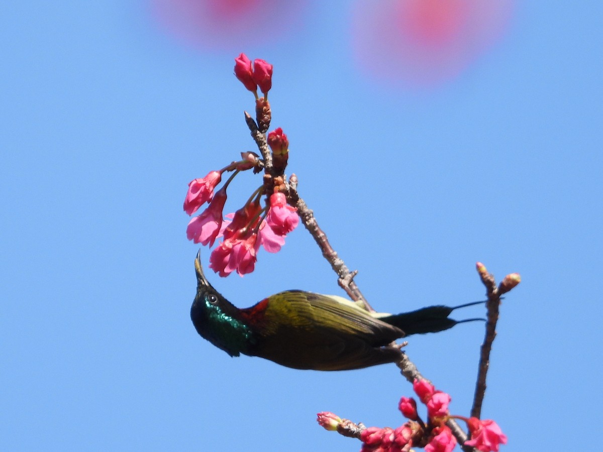 Fork-tailed Sunbird - ML630421664