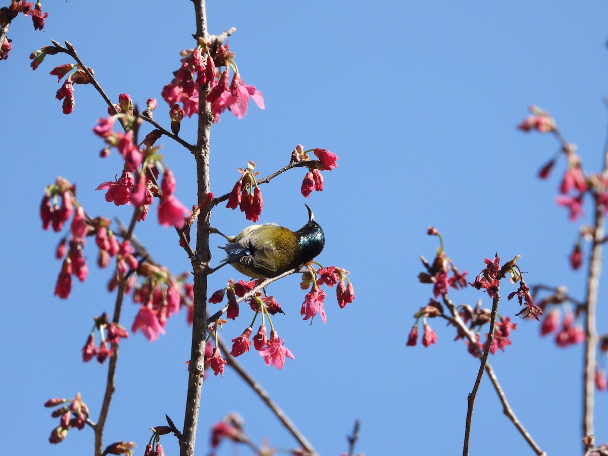 Fork-tailed Sunbird - ML630421665
