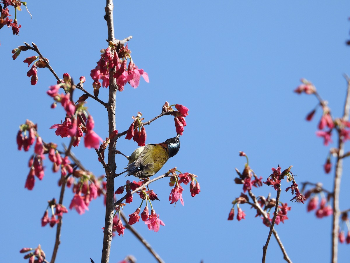 Fork-tailed Sunbird - ML630421666