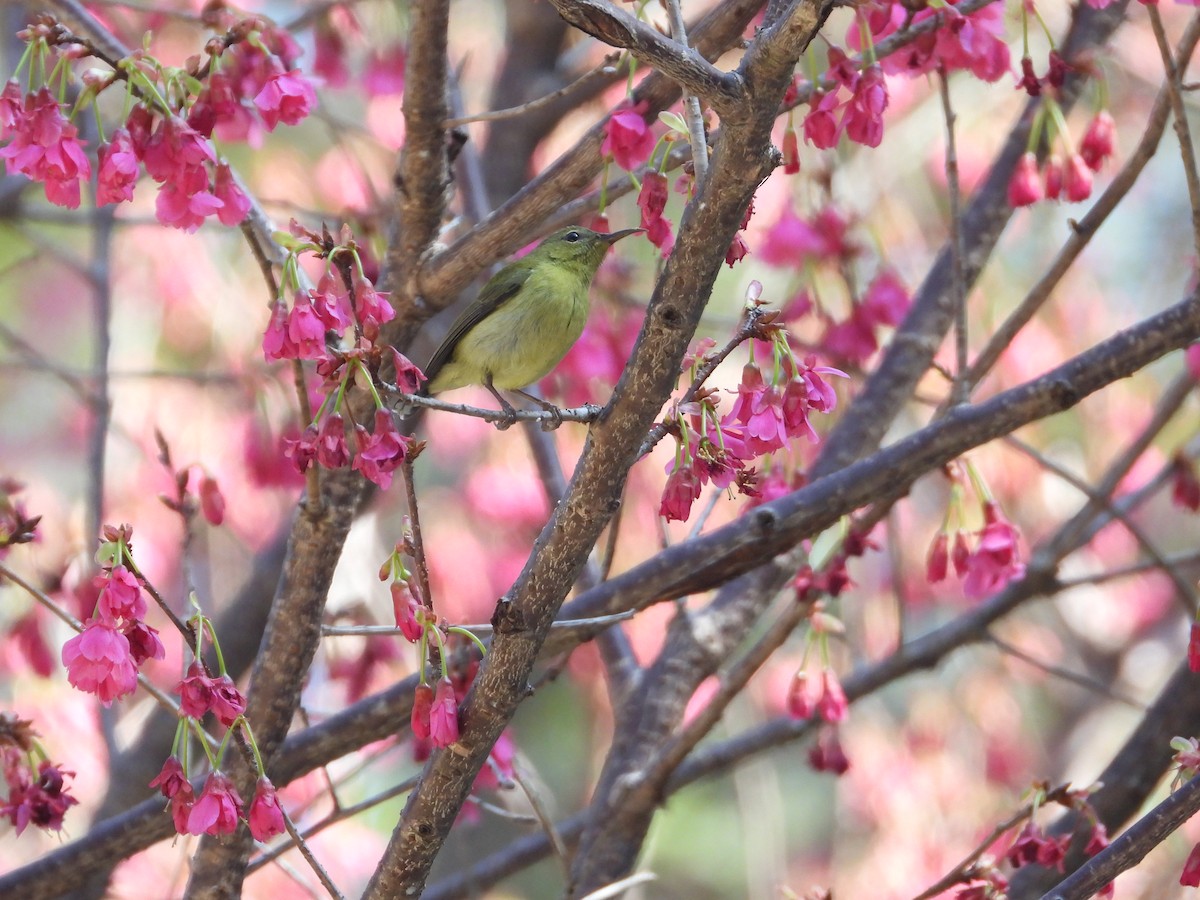Fork-tailed Sunbird - ML630421668