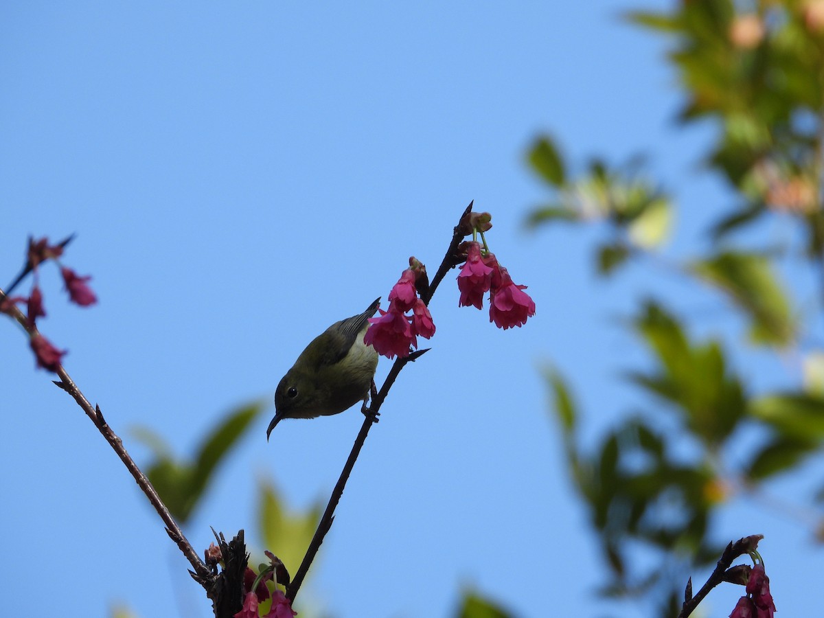 Fork-tailed Sunbird - ML630421669