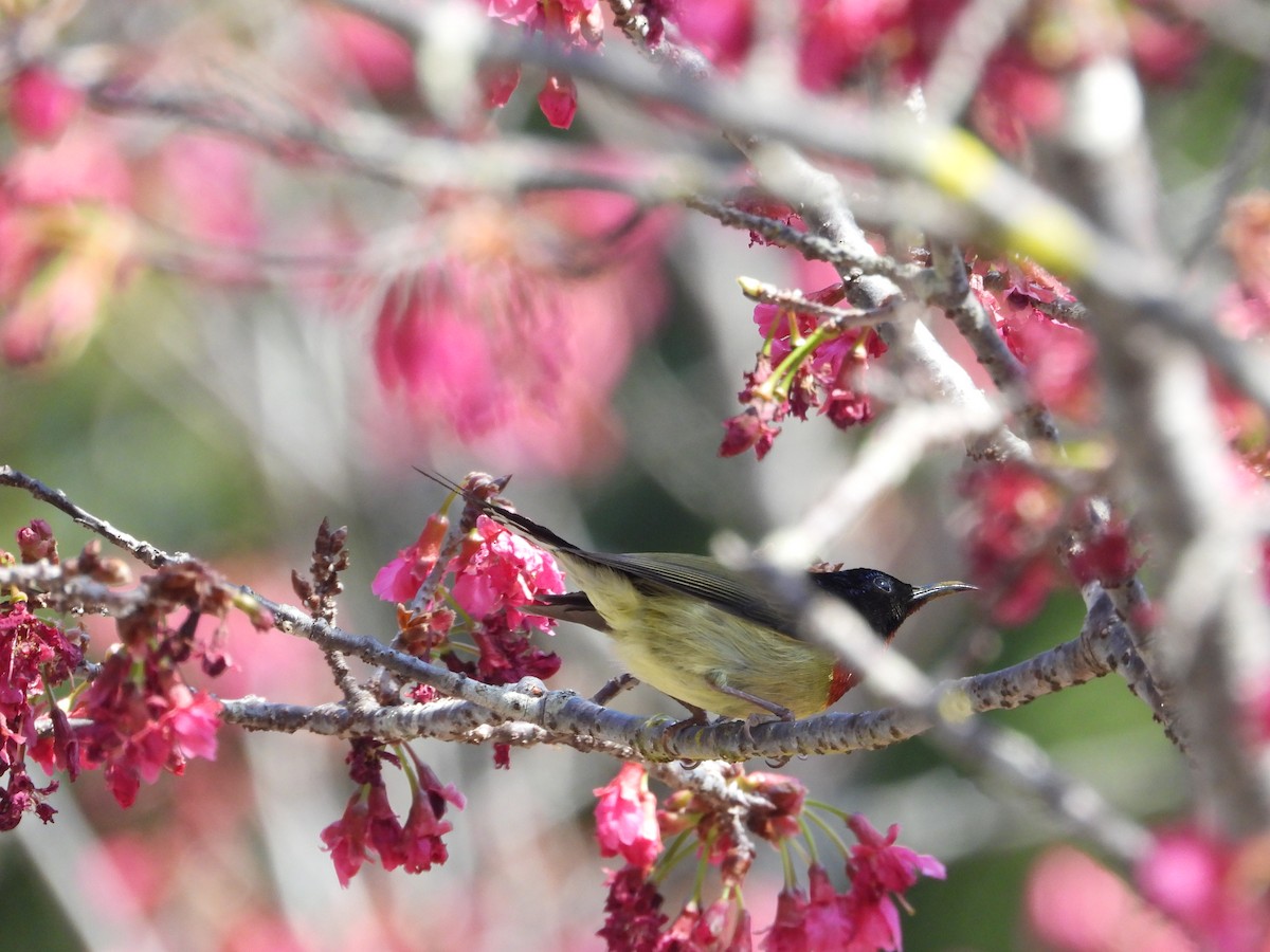 Fork-tailed Sunbird - ML630421670
