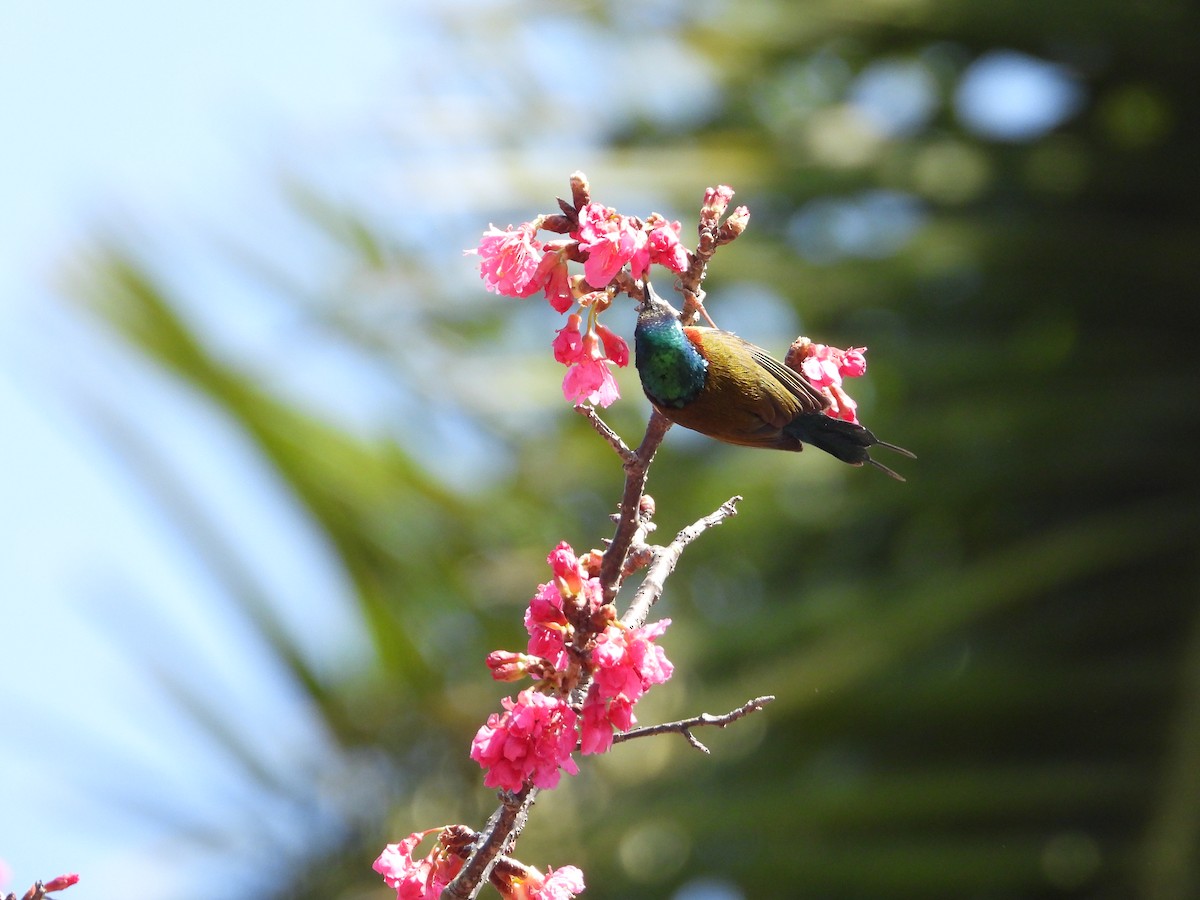 Fork-tailed Sunbird - ML630421671