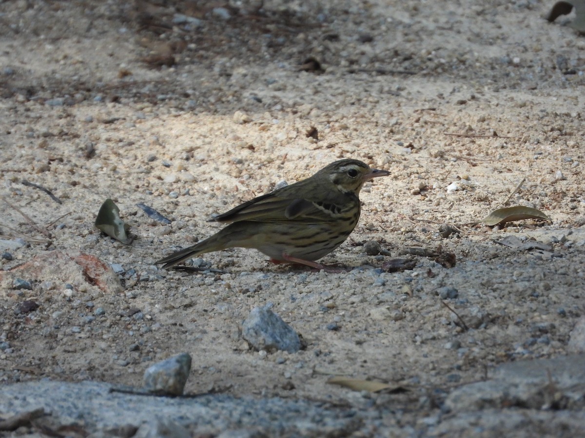 Olive-backed Pipit - ML630421681