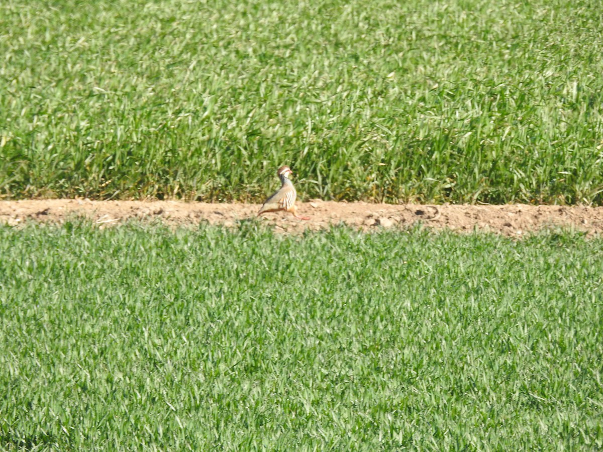 Red-legged Partridge - ML630421872