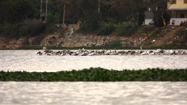 Spot-billed Pelican - ML630421947