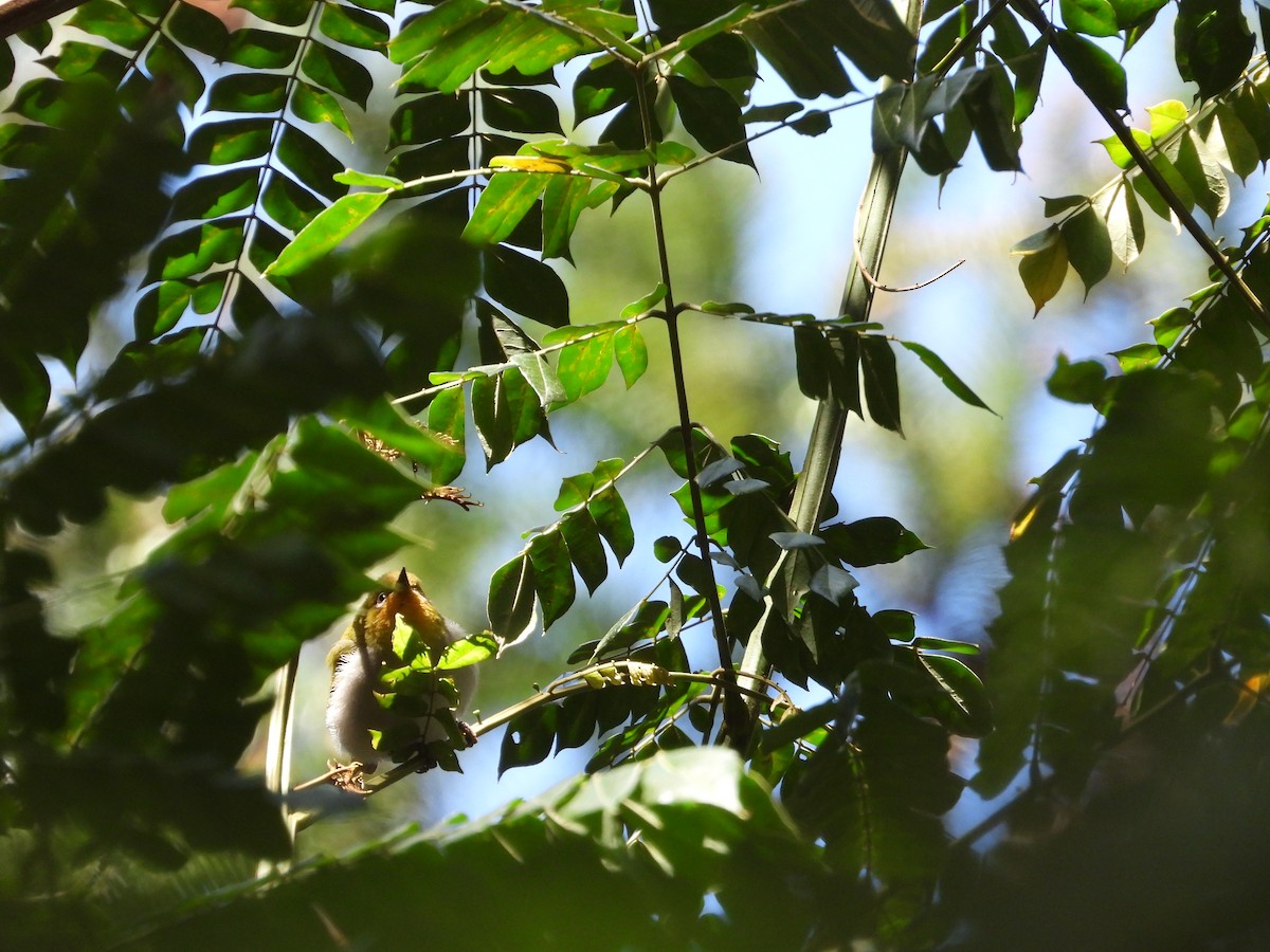 Swinhoe's White-eye - ML630422085
