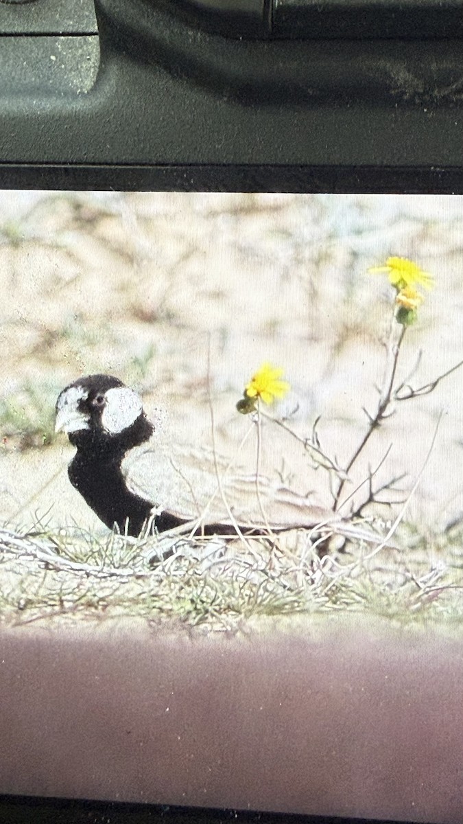 Black-crowned Sparrow-Lark - ML630422094