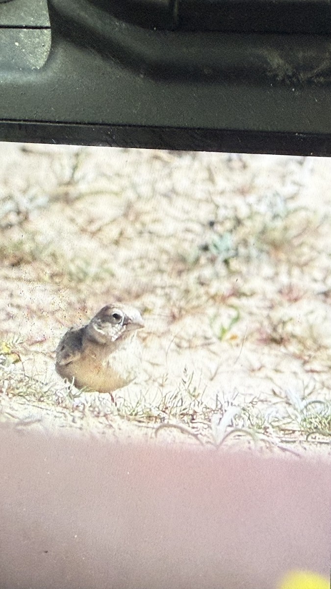 Black-crowned Sparrow-Lark - ML630422095