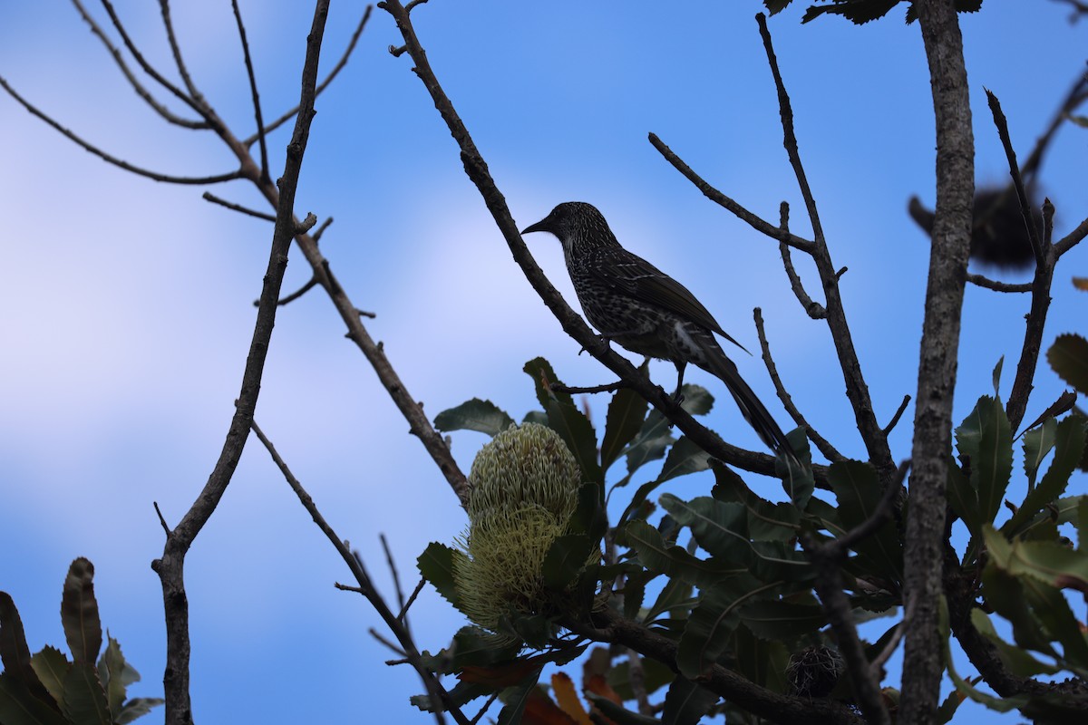 Little Wattlebird - ML630422581