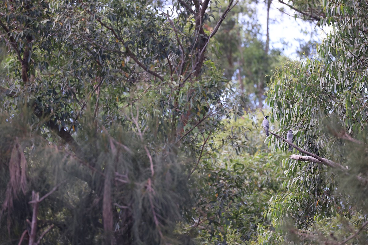 Black-faced Cuckooshrike - ML630422585