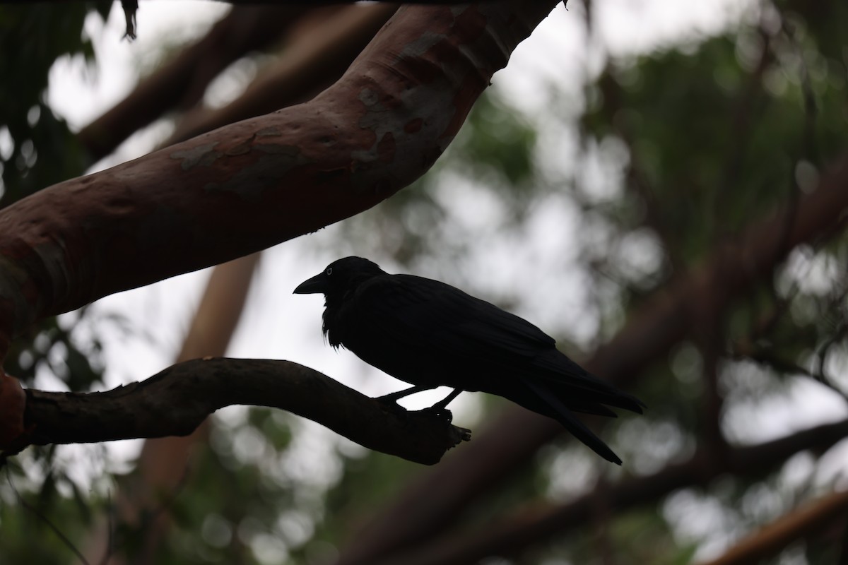 Australian Raven - ML630422591