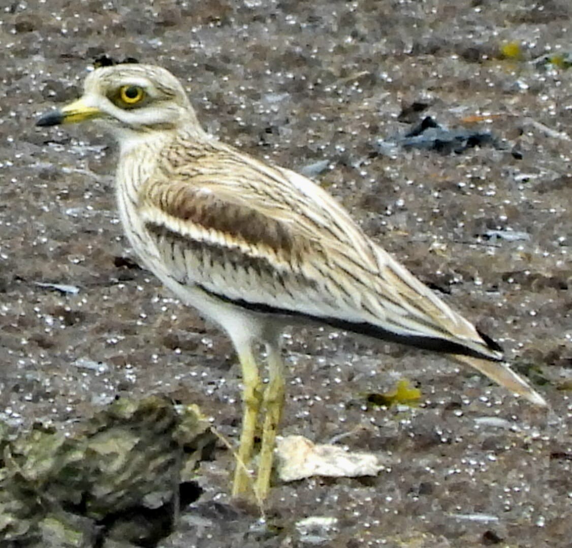 Eurasian Thick-knee - ML630422642