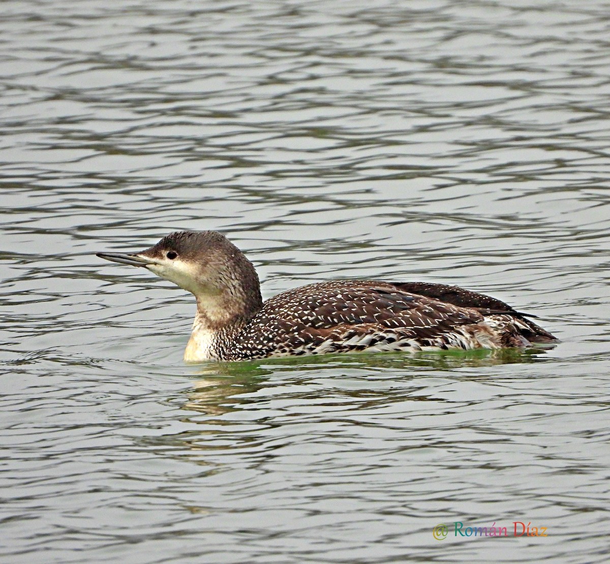 Red-throated Loon - ML630422651
