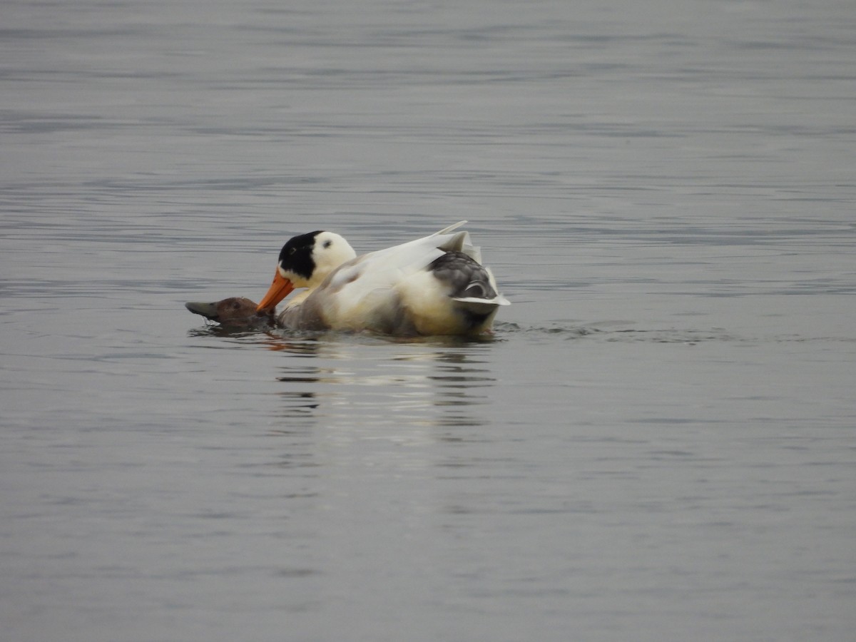 Canard colvert (forme domestique) - ML630422652