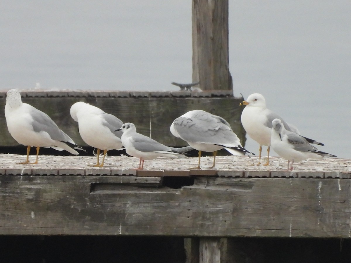Mouette de Bonaparte - ML630422704