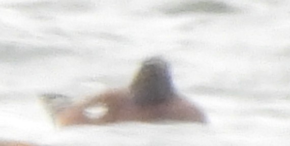 Canard d'Amérique - ML630422854