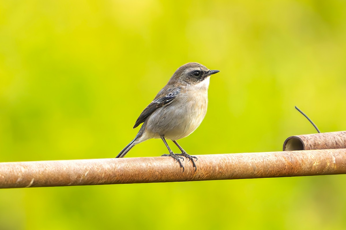 Gray Bushchat - ML630422945