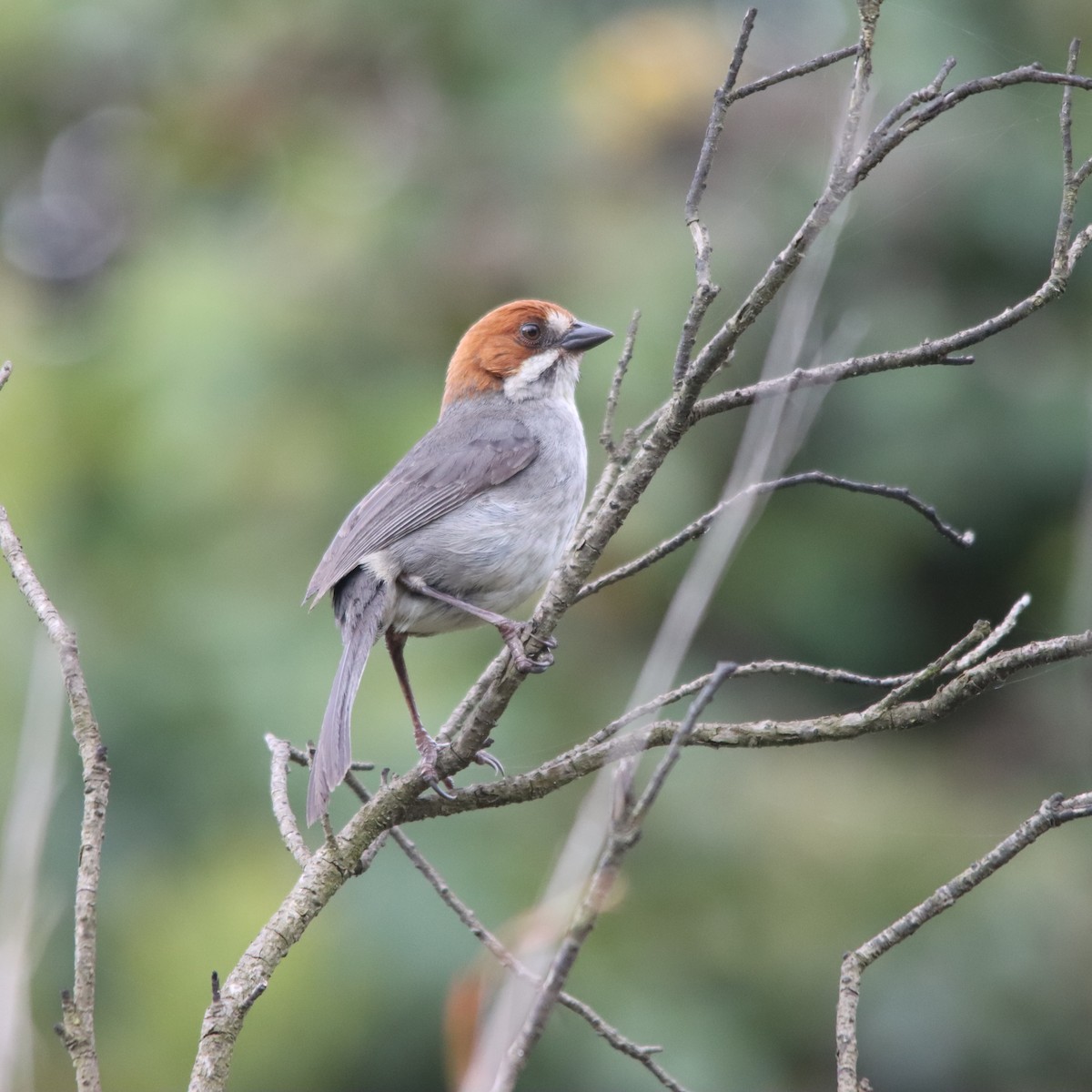Rufous-eared Brushfinch - ML630422960