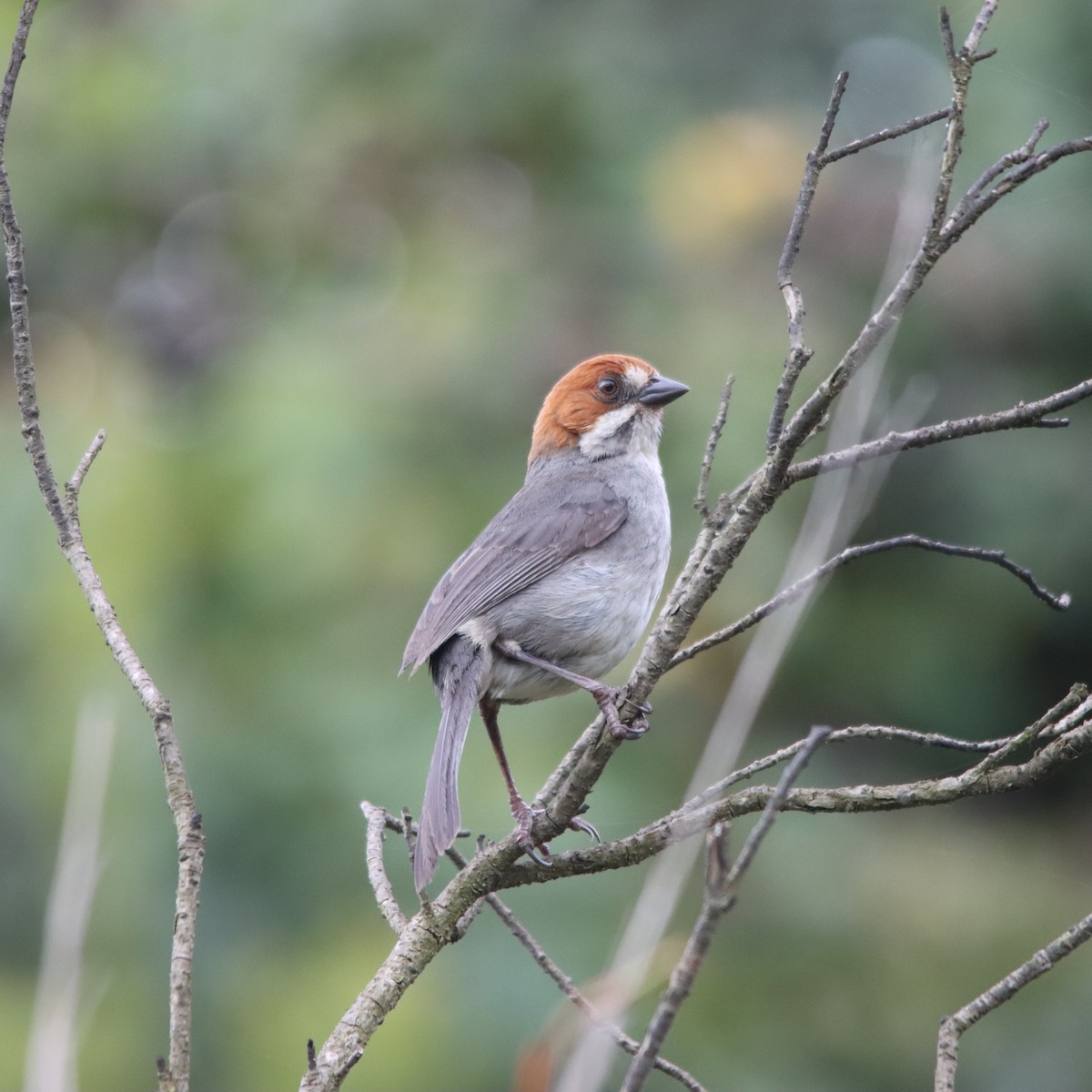 Rufous-eared Brushfinch - ML630422964