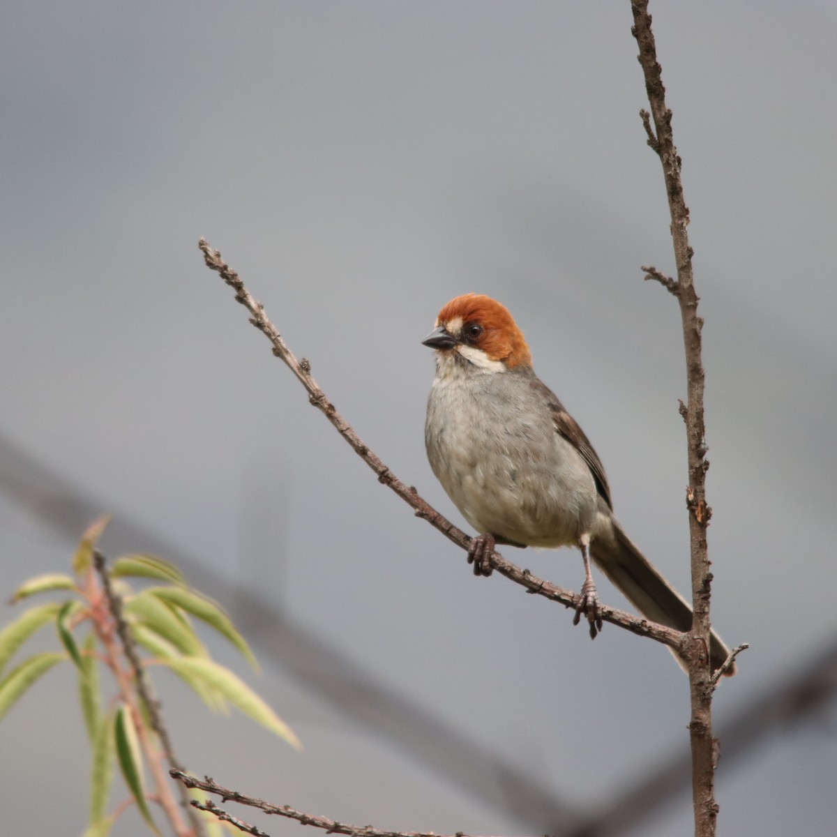 Rufous-eared Brushfinch - ML630422967