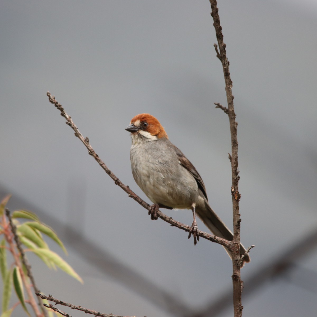 Rufous-eared Brushfinch - ML630422972