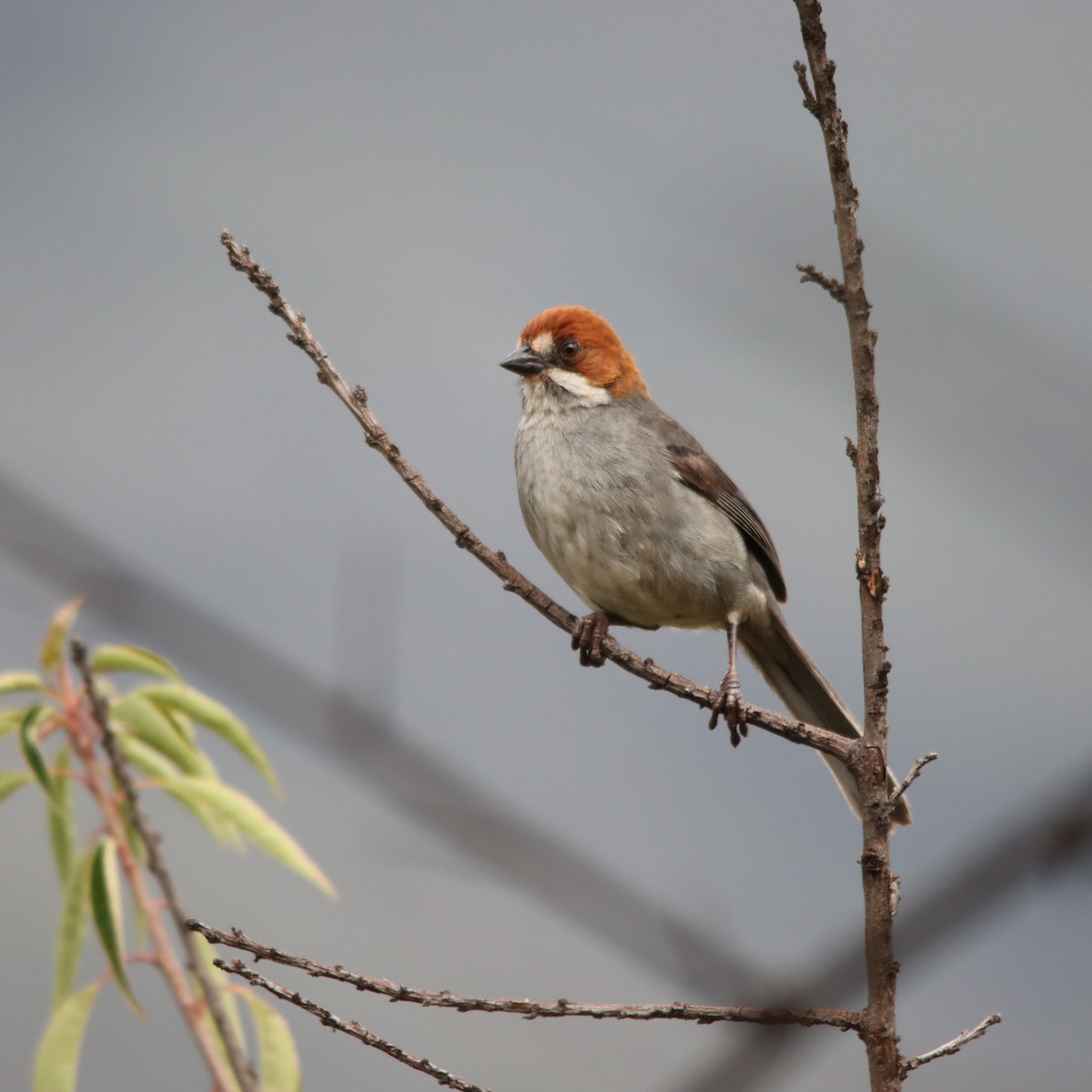 Rufous-eared Brushfinch - ML630422978