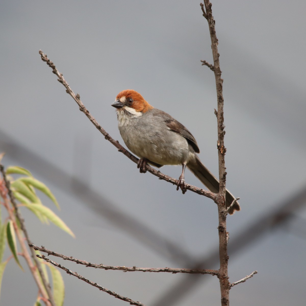 Rufous-eared Brushfinch - ML630422981