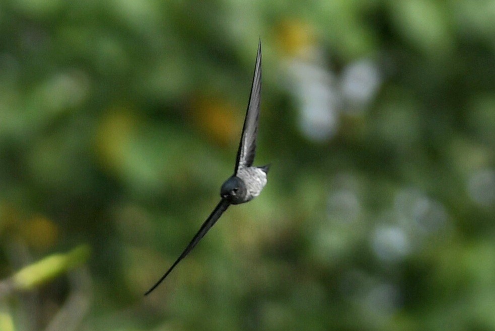 Ridgetop Swiftlet - ML630423165