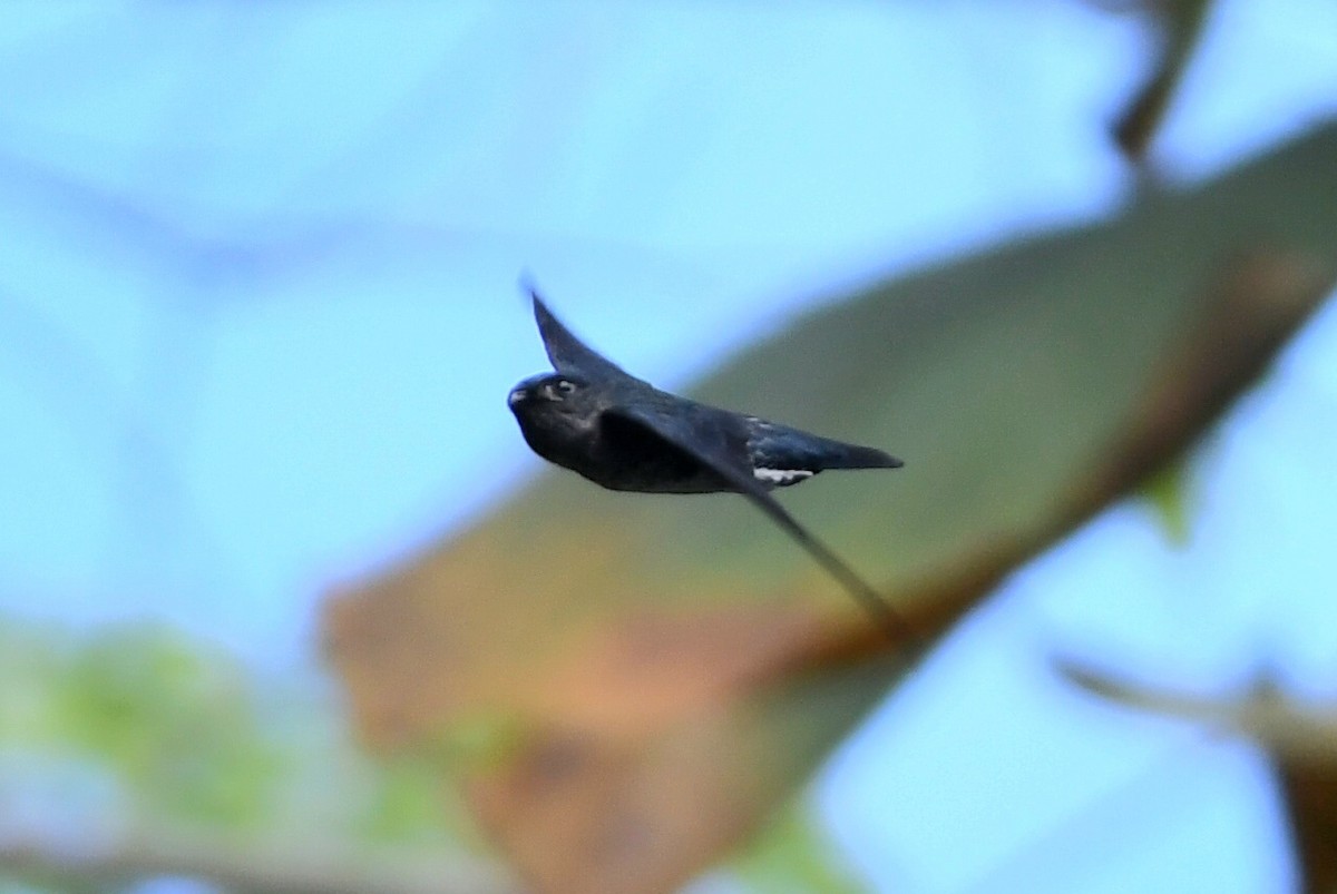 Ridgetop Swiftlet - ML630423166