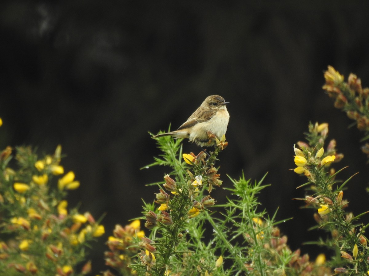 Amur Stonechat - ML630423173