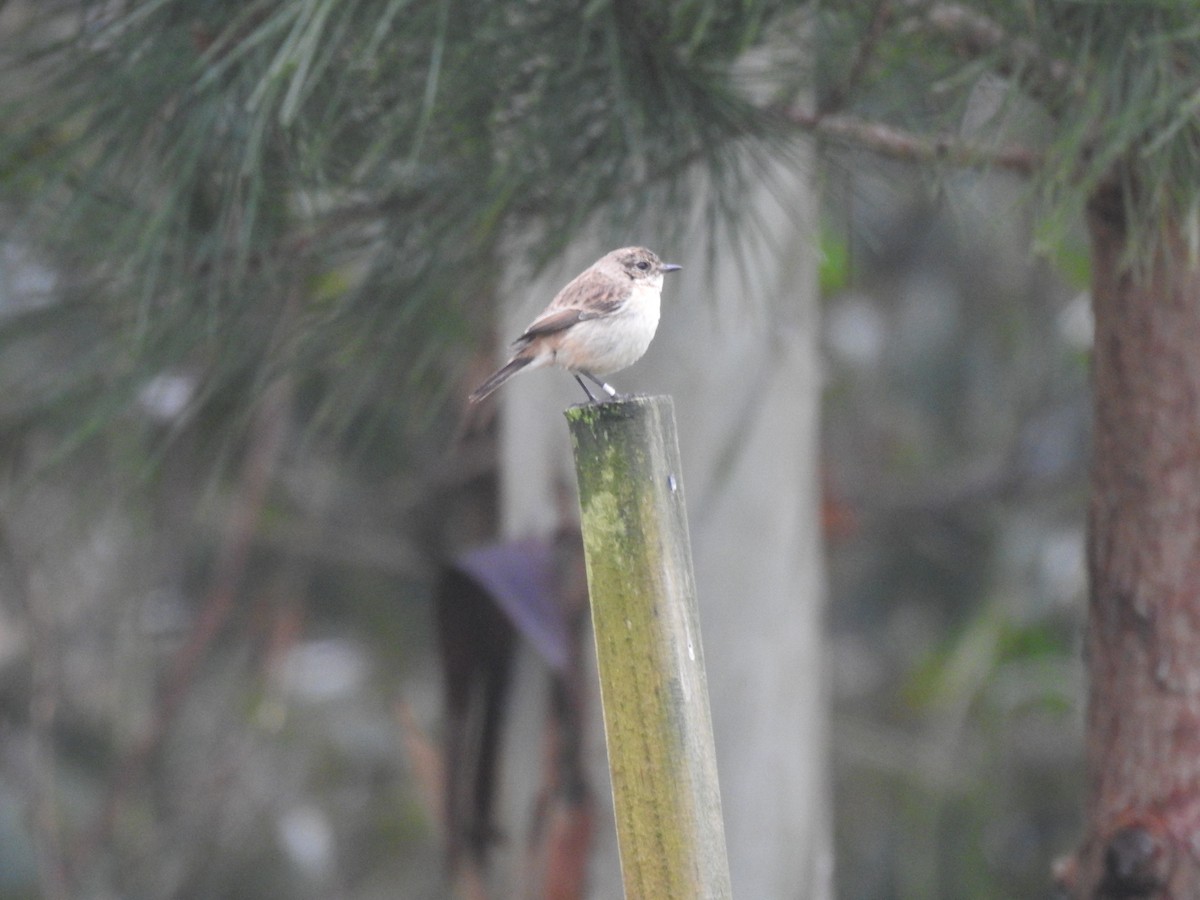 Amur Stonechat - ML630423174