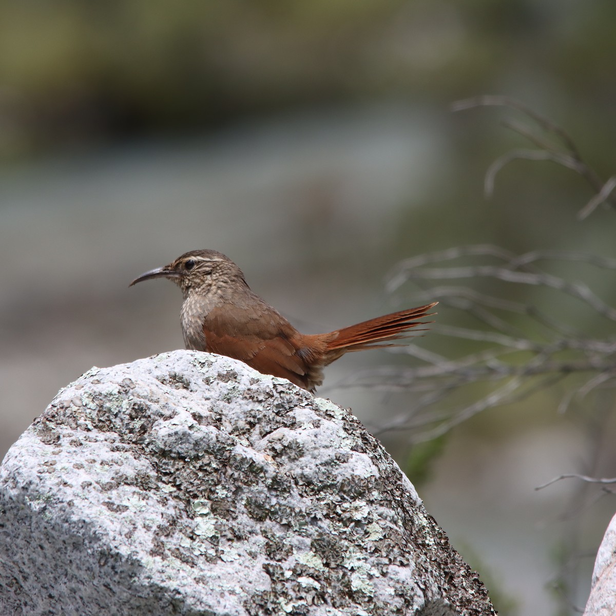 Striated Earthcreeper - ML630423215
